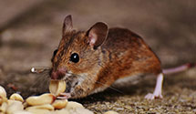 24 Hour & Emergency Exterminators in Marple Township, PA